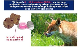 zdjecie na stronie o tytule: Szczepienie lisów przeciwko wściekliźnie 3 – 13 kwietnia 2025 r.